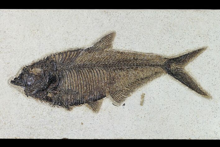 Fossil Fish (Diplomystus) - Wyoming #158557